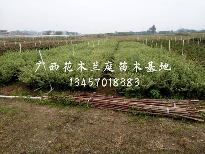 花叶女贞供应商/广西花叶女贞价格