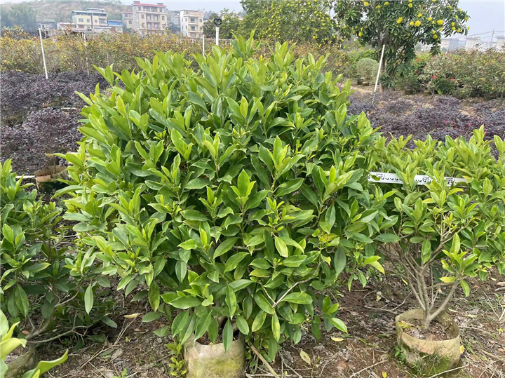 广西横县非洲茉莉球基地