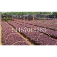 南宁毛杜鹃#红继木批发商#毛杜鹃价格 