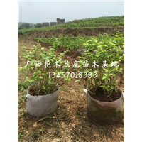 茉莉花球供应商/横县茉莉花球价格
