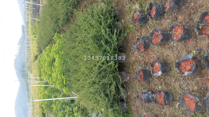 2015年福建茶价格/福建茶价格-广西福建茶 