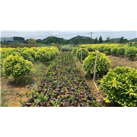 广西福建茶种植基地