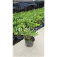 横县毛杜鹃种植基地 