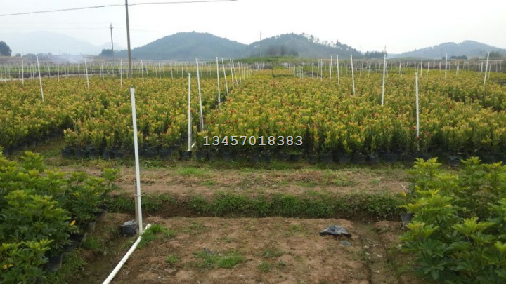 龙船花*广西龙船花-广西龙船花基地 
