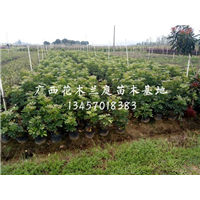 鸭脚木价格/鸭脚木供应商/广西鸭脚木