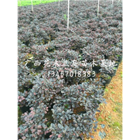 哪里有红继木卖？广西红继木供应商