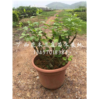精品茉莉花盘价格|南宁茉莉花盘供应商