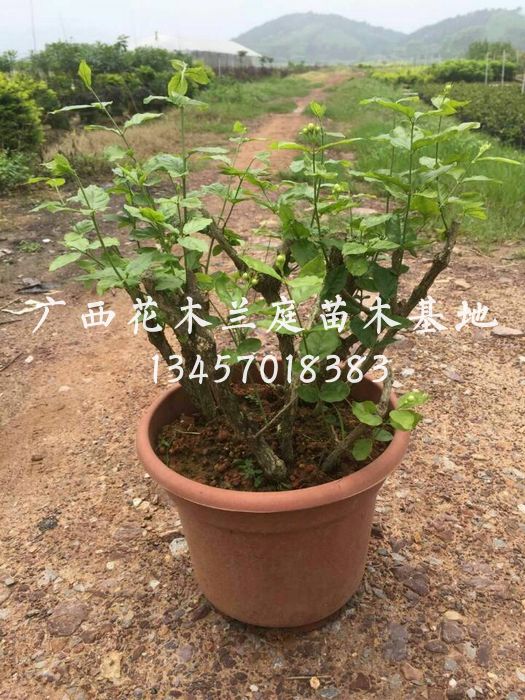 精品茉莉花盘价格|南宁茉莉花盘供应商