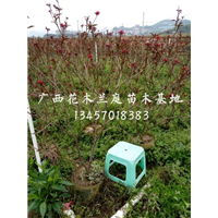 广西琴叶珊瑚*横县琴叶珊瑚供应商