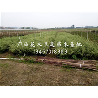 花叶女贞供应商/广西花叶女贞价格