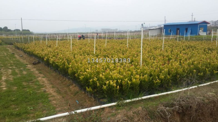黄素梅基地{广西黄素梅基地=黄素梅 
