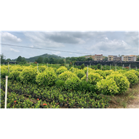 广西黄金榕种植基地