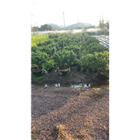 南宁米兰基地