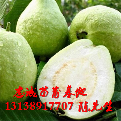 番石榴苗