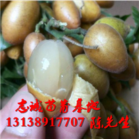 海南黄皮苗，海南无核黄皮苗，海南鸡心黄皮苗 