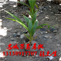 云南椰子苗价格，云南椰子苗批发，椰子苗
