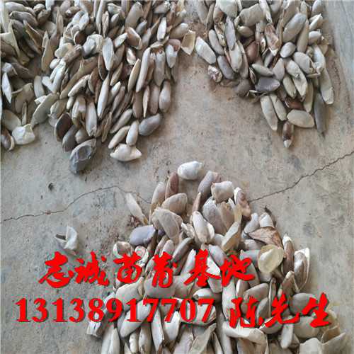芒果种子价格，云南芒果种子，云南芒果苗