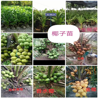 马来西亚1号菠萝蜜苗