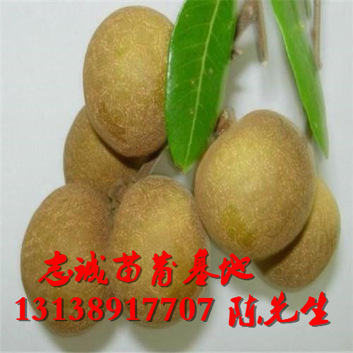 龙眼苗批发，海南龙眼苗，海口龙眼苗 