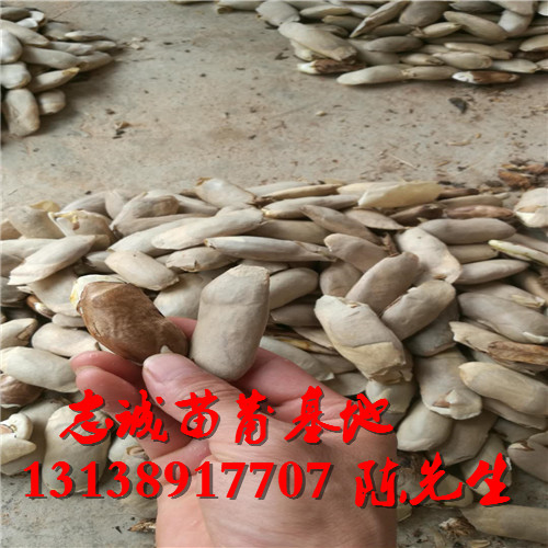 海南芒果种子，海口芒果种子，批发芒果种子