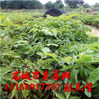 大量供应黄皮果苗，海口果苗场