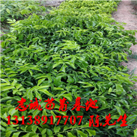 贵州黄皮苗，贵州无核黄皮苗，贵州鸡心黄皮苗 