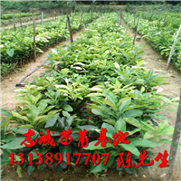 红心蜜柚苗基地专业种植：红心蜜柚苗 