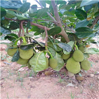 惠州泰国八号菠萝蜜苗