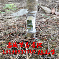 橡胶苗/大风95