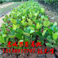菠萝蜜苗