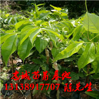 云南黄皮果苗基地，云南供应黄皮果苗