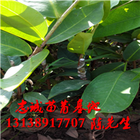广东莲雾苗价格，广东莲雾苗，广东黑金刚莲雾苗 