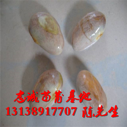 菠萝蜜种子，菠萝蜜苗多少钱一株？ 