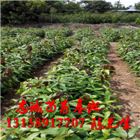 芒果直生苗树苗