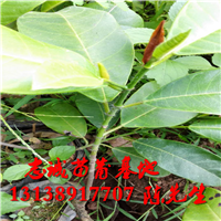 云南榴莲蜜苗行情 