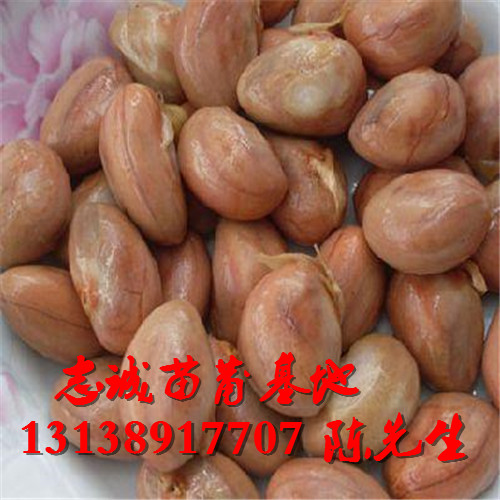 菠萝蜜种子
