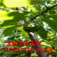 云南凤梨释迦苗 