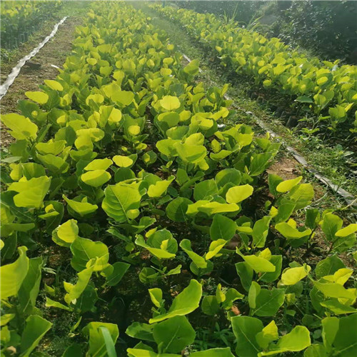 广西珍珠菠萝蜜苗