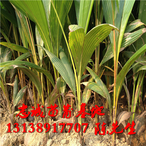 海南椰子苗基地，海南椰子苗，批发椰子苗