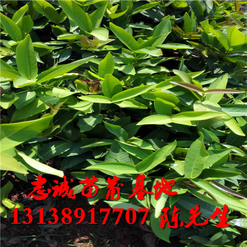 广西莲雾苗基地，广西莲雾苗，广西黑金刚莲雾苗 