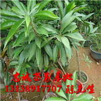 鸡蛋果苗