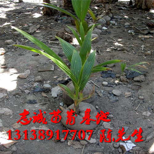 云南椰子苗价格，云南椰子苗批发，椰子苗