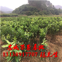 云南红心蜜柚苗￥云南红心蜜柚苗批发 