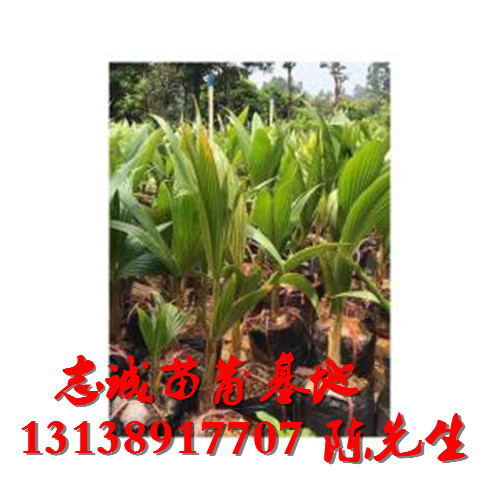 海口椰子苗批发，海口椰子苗，销售椰子苗