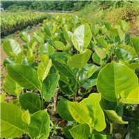 三亚泰国八号菠萝蜜苗