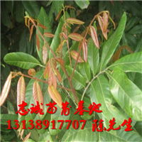 云南龙眼苗基地专业种植：龙眼苗 