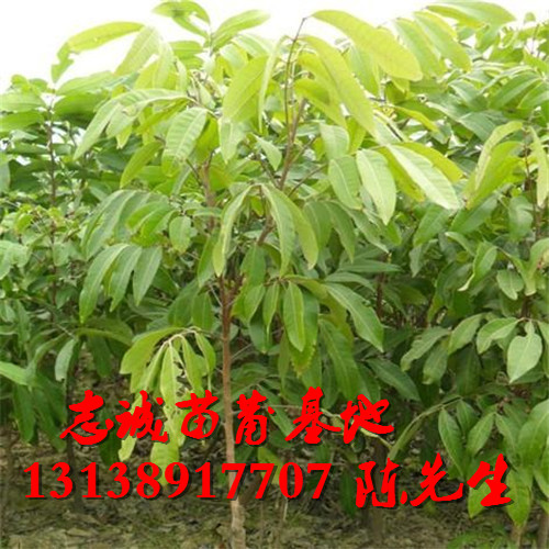 福建龙眼苗￥福建龙眼苗批发 