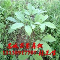 广西橡胶苗价格，广西橡胶苗，批发橡胶苗