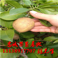 人参果树苗