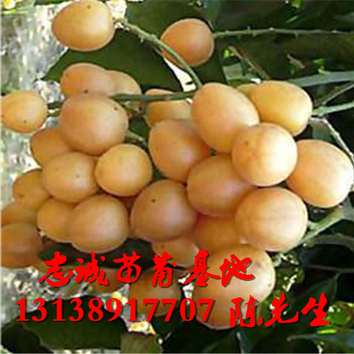 广西黄皮果苗基地，广西批发黄皮果苗